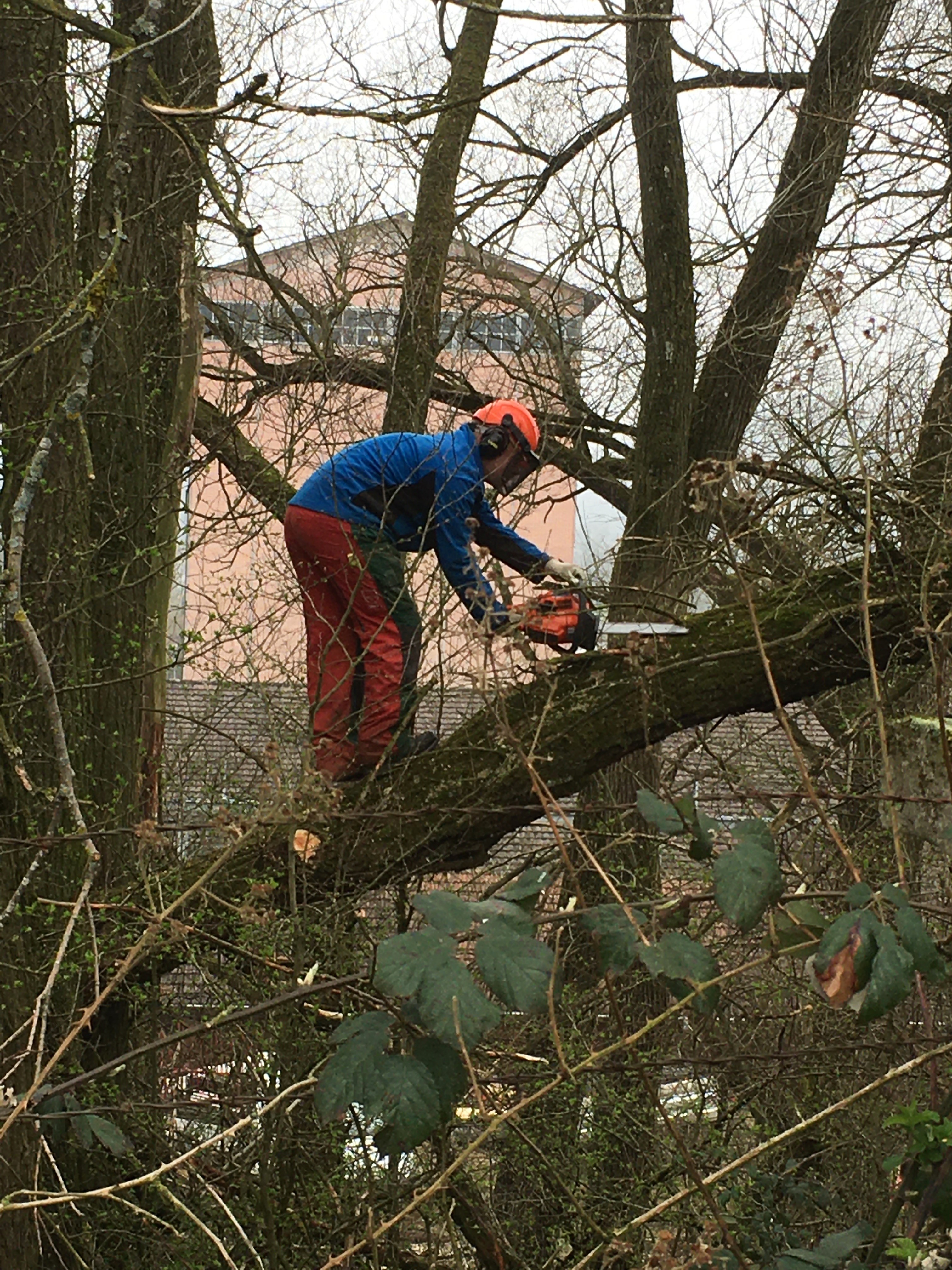 Permakulturgarten Grüner Zweig